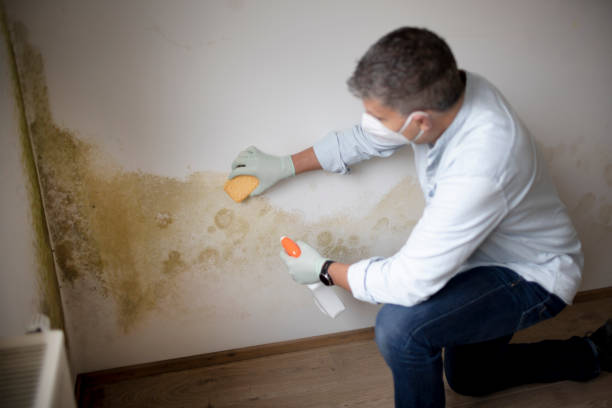 Best Forensic Mold Investigation  in Key Center, WA